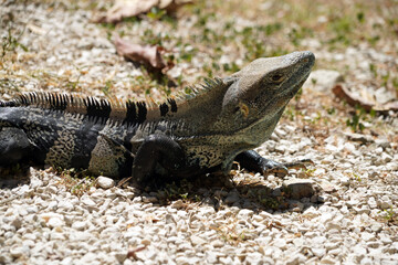 Ctenosaura similis, cténosaure noir ou iguane à queue épineuse noire est une espèce de sauriens de la famille des Iguanidae. Plage Santa Teresa dans la péninsule de Nicoya