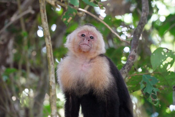 Le Sapajou capucin ou capucin à face blanche (Cebus capucinus) est un singe du Nouveau Monde de la famille des Cébidés. dans le parc Marino Ballena au Costa Rica