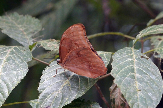 Morpho est un genre de l&eacute;pidopt&egrave;res de la famille des Nymphalidae et de la sous-famille des Morphinae. Seul le dessus des ailes sont bleu.