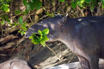 Les tapirs (Tapirus) sont un genre de mammifères ongulés, dont une espèce est originaire d'Asie alors que quatre sont d'Amérique centrale et d'Amérique du Sud. 