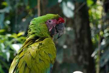 Grand perroquet vert  (Ara ambiguus ) au Costa Rica