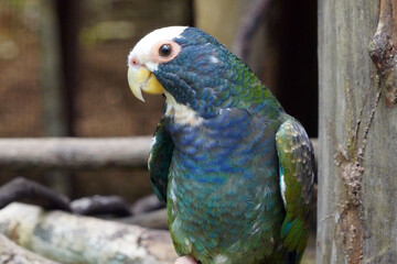 Pione à couronne blanche (Pionus senilis ) au Costa Rica
