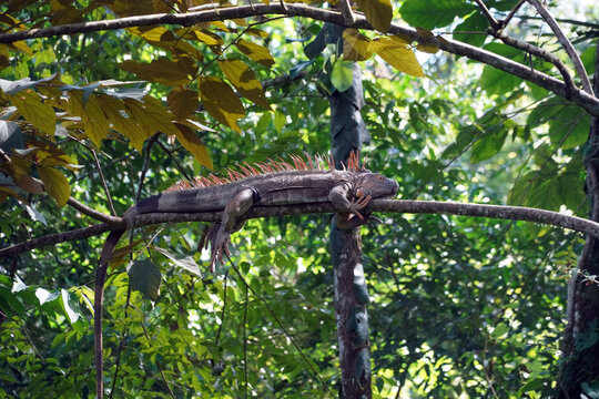  Ctenosaur ( Ctenosaura similis) Ctenosaura noir ou iguane &agrave; queue &eacute;pineuse noire est une esp&egrave;ce de sauriens de la famille des Iguanidae.