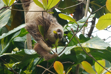 Paresseux d'Hoffmann (Choloepus Hoffmann) au Costa Rica © Laurent JAMIN