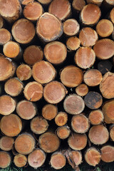 Neatly stacked logs with visible wood grain texture