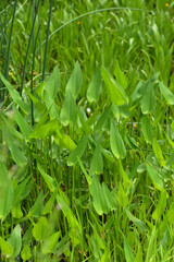 Herzblättrige Hechtkraut, Pontederia cordata