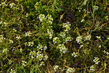 Echte Brunnenkresse,  Nasturtium officinale