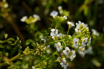 Echte Brunnenkresse,  Nasturtium officinale