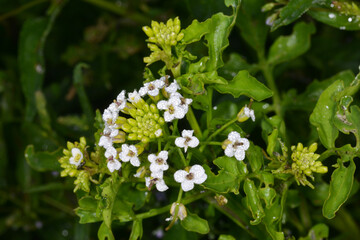 Echte Brunnenkresse,  Nasturtium officinale