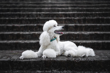 Elegant white poodle relaxing on a stone staircase in a city park during a cloudy day