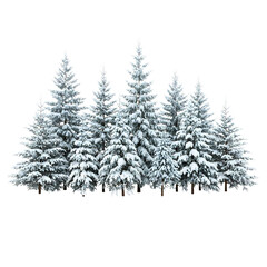 Obraz premium Snow-covered pine trees forest landscape winter scene white background