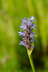 Herzblättrige Hechtkraut, Pontederia cordata