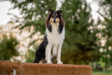Beautiful collie standing proudly on a stone ledge in a park during the golden hour of evening