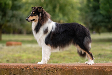 Collie standing proudly on a stone wall in a lush green park during a sunny day