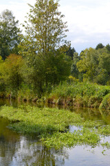 Große Wasserfenchel, Oenanthe aquatica