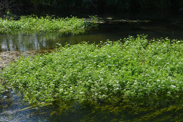 Große Wasserfenchel, Oenanthe aquatica