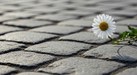 Single White Daisy Flower Growing on Cobblestone Path in Natural Outdoor Setting