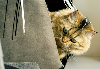 A fluffy domestic cat peeks out from behind a bar stool near a window in the sunlight.
