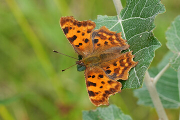 Closeup on the European comma butterfly, Polygonia c-album with spread wings