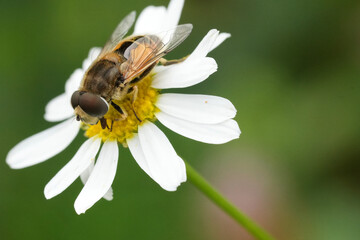 Closeup on a European drone fly, Eristalis arbustorum on an daisy flower in a meadow