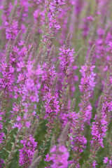Closeup on a group of rich and vibrant flowering purple loosestrife wildflower, Lythrum salicaria
