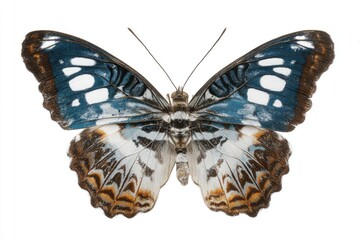 Fototapeta premium Close-up of a colorful butterfly