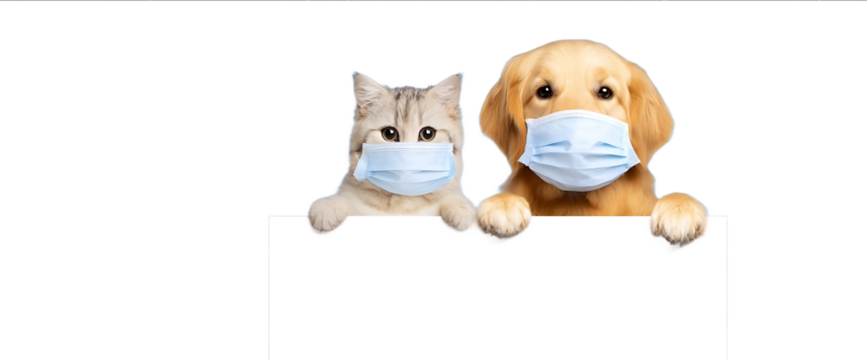Photo of a cat and dog wearing medical masks holding the bottom edge of an empty white banner isolated on a pastel background Space for text above the banner