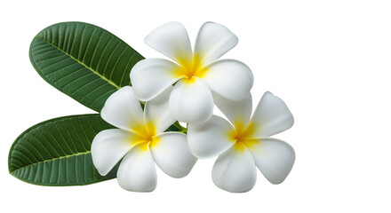 Obraz premium Stunning white Plumeria Frangipani flowers with bright yellow centers and lush green tropical leaves isolated on white background.
