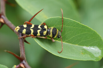 Closeup on a colorful black and yellow striped European  longhorn beetle, Plagionotus floralis