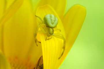 Closeup on a young crab spider, Misumena vatia on a yellow flower in the garden