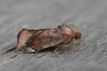 Closeup on a  Lunar-spotted Pinion owlet moth, Cosmia pyralina on wood