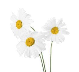 Three beautiful chamomile flowers isolated on white