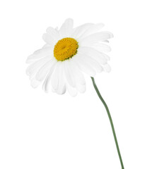 One beautiful chamomile flower isolated on white