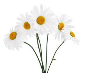 Bouquet of beautiful chamomile flowers isolated on white