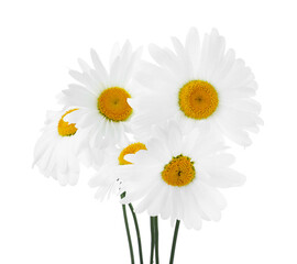 Bouquet of beautiful chamomile flowers isolated on white