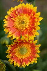 Closeup on the vibrant orange to yellow flowers of a Gerbera gravinea plant
