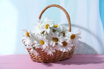 Beautiful chamomile flowers in wicker basket on pink wooden table against color background, closeup