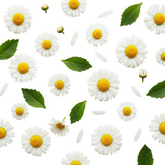 Daisy flowers and leaves floating isolated on white or transparent background