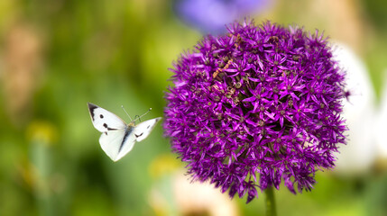 A Large White Butterfly Approaching an Allium "Globemaster" Flower