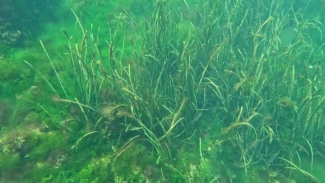 Sea grass Zostera marina on the bottom in the Black Sea