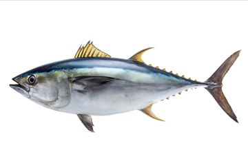 Photorealistic tuna fish isolated on a white background full body