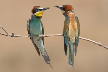 Tender moment between two European Bee-eaters - Merops apiaster perched on a thin branch. Photo from Dobruja in Bulgaria.