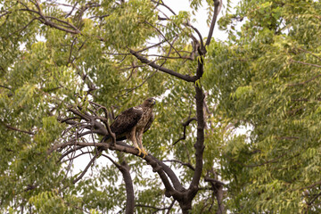 Bonelli's eagle (Aquila fasciata)  at Baramati, Bhigwan, Maharastra, India.