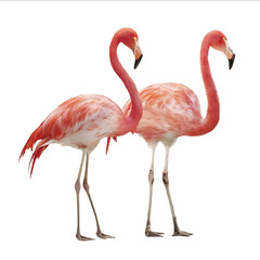 Two pink flamingos fullbodied standing side by side against a white background in a realistic photographic style