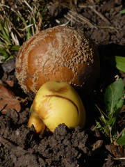 Decomposing Apples Lying on the Ground