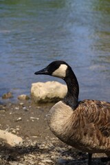 Canada goose（カナダ雁）