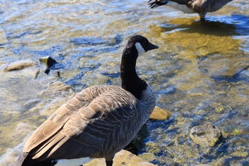 Canada goose（カナダ雁）