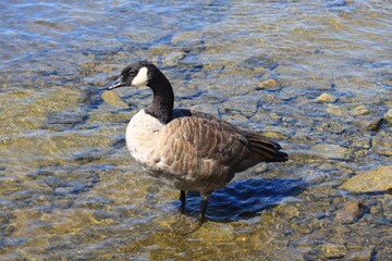 Obraz premium Canada Goose Standing in Clear Shallow River with Soft Light