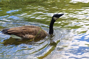 Canada goose（カナダ雁）