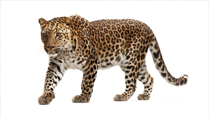 Photo of a leopard walking isolated on a white background with a clipping path Fullbody portrait